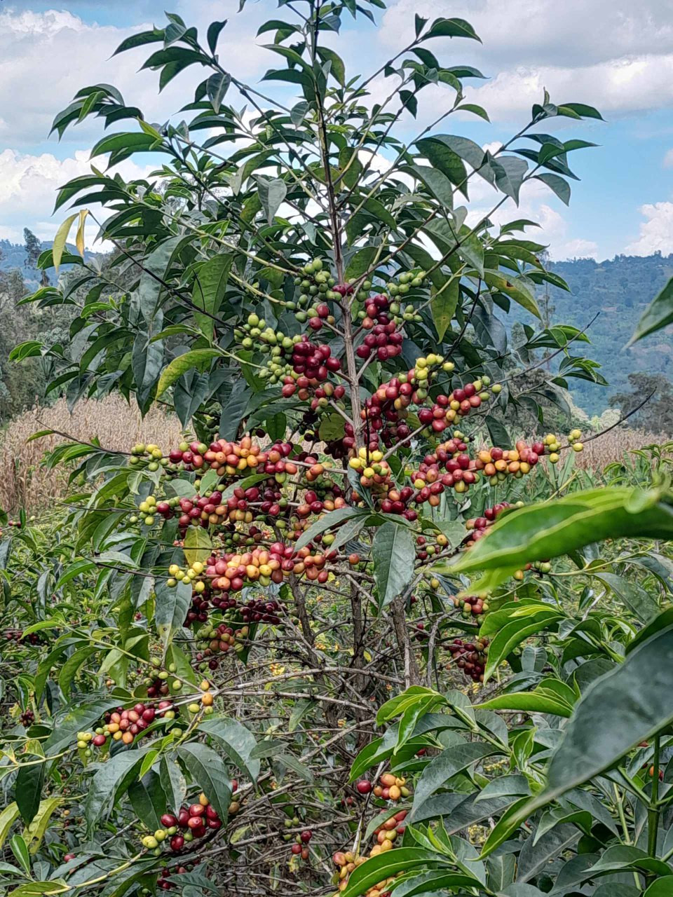 Badeyi - Natural Ethiopia