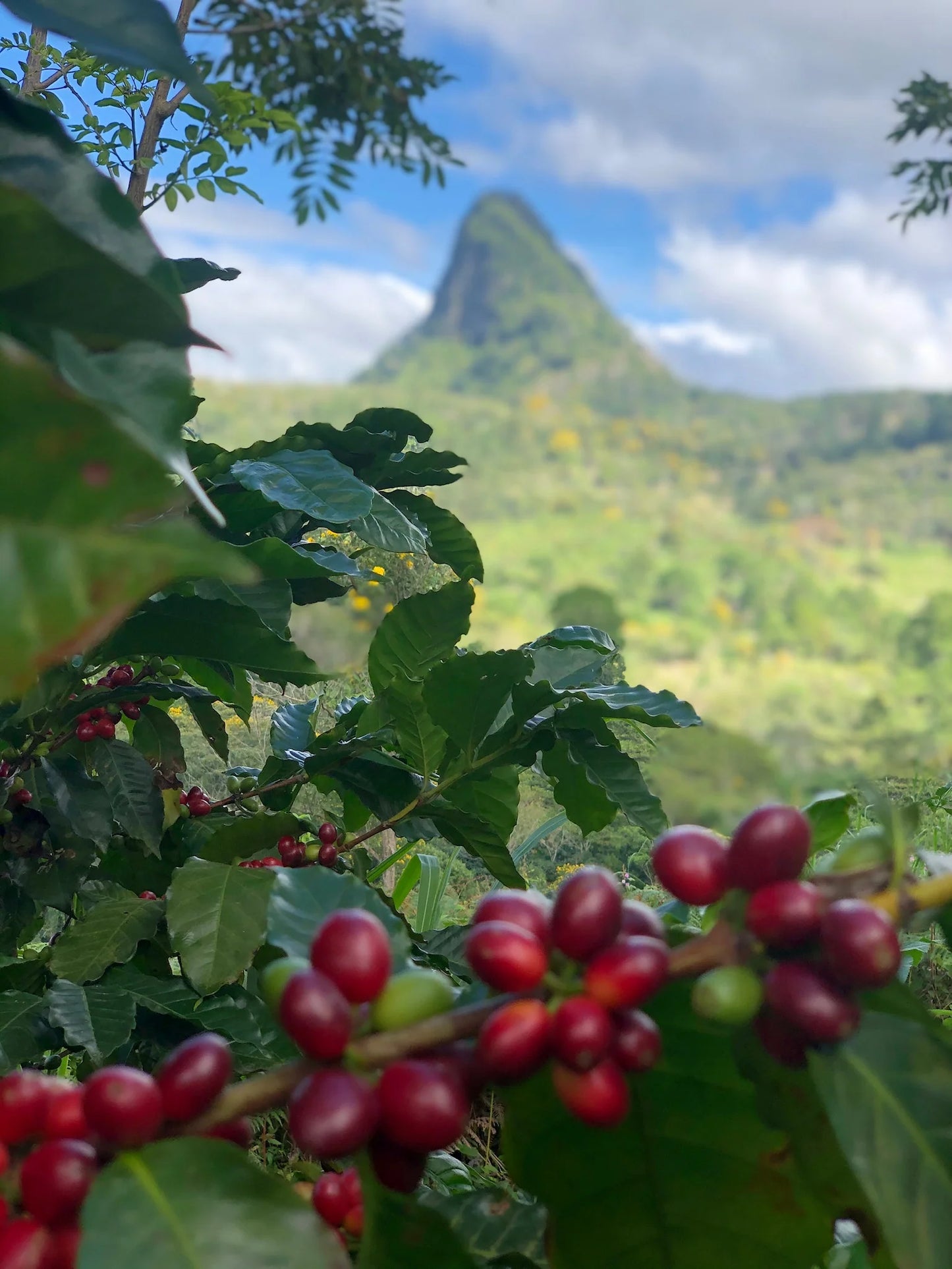 Finca La Unica - Washed Honduras