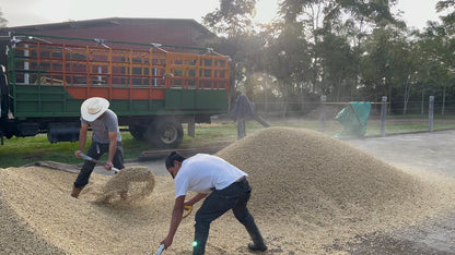 Finca La Unica - Washed Honduras