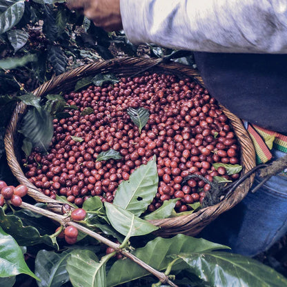Finca Colomba - Semi Washed El Salvador