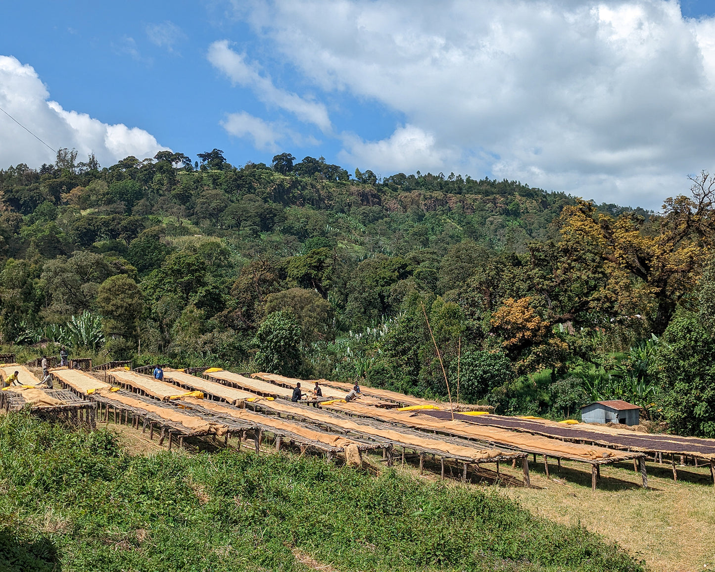 Layo Torega - Natural Ethiopia