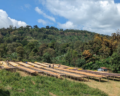 Layo Torega - Natural Ethiopia