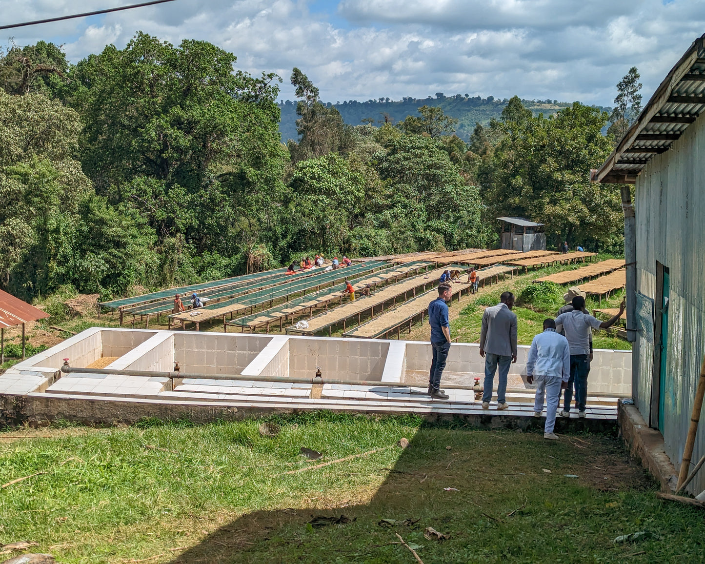Layo Torega - Natural Ethiopia